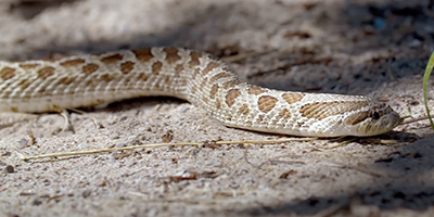 Providence snake