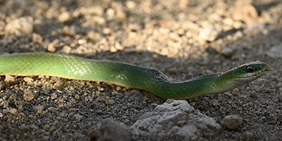 Providence snake